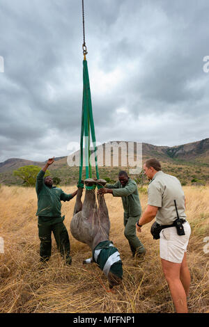 Schwarzes Nashorn (Diceros bicornis) für die Luftbrücke per Hubschrauber vorbereitet. Ithala Game Reserve. Capture officer Jed Vogel die Aufsicht über die Luftbrücke. Sou Stockfoto