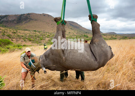 Schwarzes Nashorn (Diceros bicornis) für die Luftbrücke per Hubschrauber vorbereitet. Ithala Game Reserve. Capture officer Jed Vogel die Aufsicht über die Luftbrücke. Sou Stockfoto