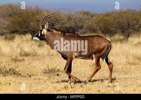 Portrait einer männlichen Roan Antilope (Hippotragus Spitzfußhaltung). Südafrika Stockfoto