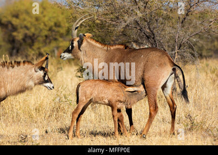 Pferdeantilope (Hippotragus Equinus). Weibliche und Kalb. Südafrika Stockfoto