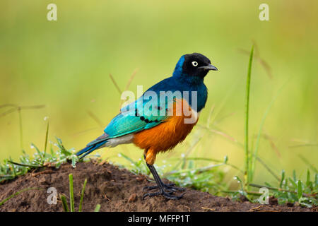 Ausgezeichnete Starling (Lamprotornis superbus) Lake Nakuru National Park Kenia Stockfoto