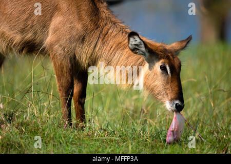 Wasserböcke (Kobus ellipsiprymnus) Mutter essen Plazenta von neugeborenen Kalb. Lake Nakuru National Park. Kenia Stockfoto