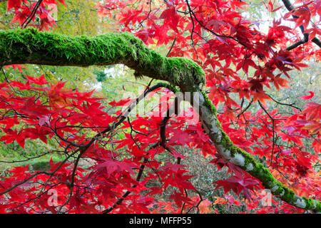 Blätter in den Farben rot, die Bäume.