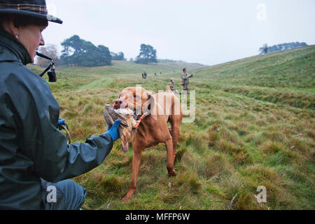 Ein Spiel-Halter mit Vizsla Zeiger tragen ein Rebhuhn, das von den Jägern in eine organisierte Jagd angeschossen wurde. Stockfoto