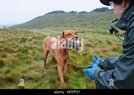 Ein Spiel-Halter mit Vizsla Zeiger tragen ein Rebhuhn, das von den Jägern in eine organisierte Jagd angeschossen wurde. Stockfoto