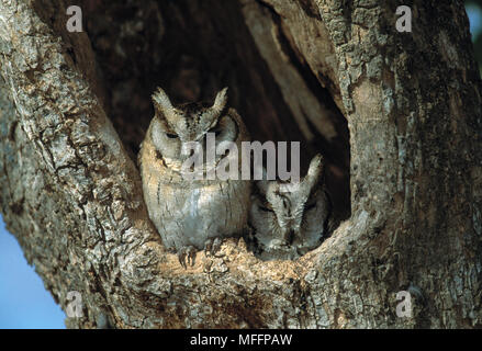 COLLARED SCOPS OWL Otus bakkamoena zwei im hohlen Baum Stockfoto