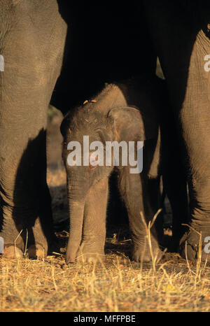 Asiatischer Elefant Elephas maximus vierzehn Tage alten Zuflucht unter Erwachsenen Kanha Nationalpark, Indien Stockfoto