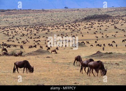 Gnus oder gestromt GNU Connochaetes taurinus graing während der Migration Masai Mara National Reserve, Kenia Stockfoto