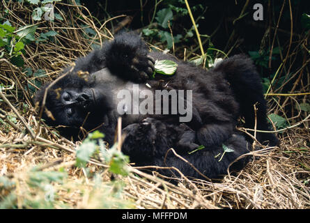 MOUNTAIN GORILLA Gorilla beringei beringei weiblichen schlafend in Nest mit Jungen, Parc National des Volcans, Ruanda Stockfoto