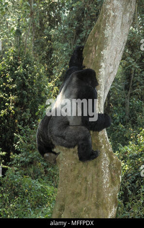 EASTERN LOWLAND GORILLA Gorilla beringei graueri Silverback, Kletterbaum Kahuzi-Biega-Nationalpark, Zaire, Südafrika Stockfoto