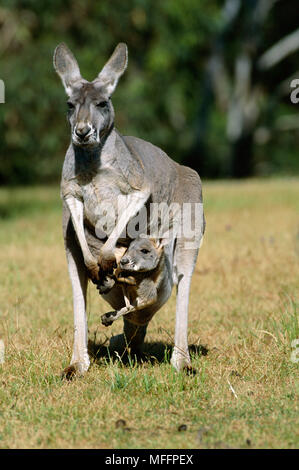 Rote Känguru Macropus rufus Weibchen mit Jungen im Beutel Australien Stockfoto