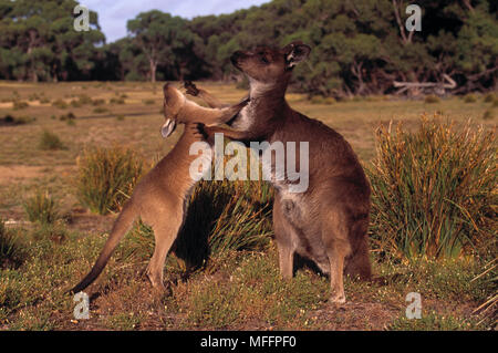 KANGAROO ISLAND KANGAROO Macropus fuliginosus Spielen mit großen Jungen, Kangaroo Island, Australien. Stockfoto