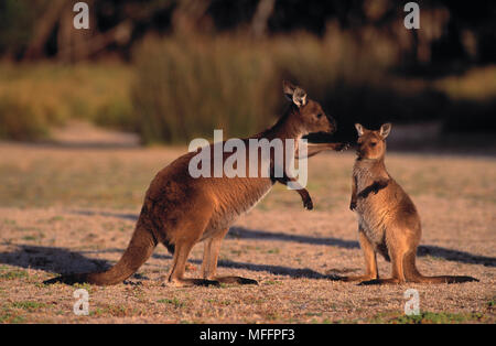 KANGAROO ISLAND KANGAROO Macropus fuliginosus mit jungen Kangaroo Island, Adelaide, South Australia Stockfoto