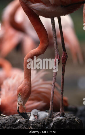 Karibischer FLAMINGO Phoenicopterus ruber & Jungen im Nest (in Gefangenschaft) Stockfoto