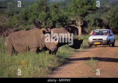Weißes Nashorn & Touristen Rhinocerotidae) Hluhluwe Game Reserve, Südafrika gefährdeten Arten Stockfoto