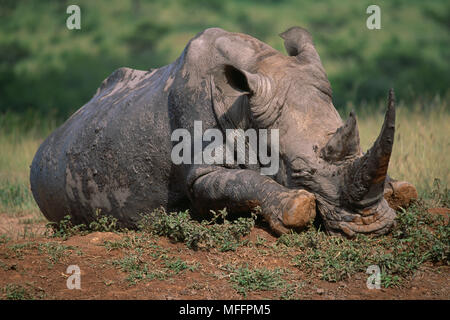Weißes Nashorn Schlafsack Rhinocerotidae) Hluhluwe Game Reserve, Südafrika. Gefährdete Arten Stockfoto
