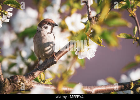 Horizontale Foto, single, männlich Spatz. Vogel ist auf dem Zweig des cherry tree thront. Andere Branchen sind voll von frischen Blättern und weissen Blüten. Tier Stockfoto