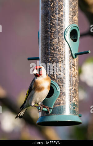 Vertikale Foto von bunten weiblichen Stieglitz. Vogel ist am Zylinder Kunststoff Schrägförderer voll schwarzem Sonnenblumenkerne thront. Vogel hat sehr schöne weiße und braune c Stockfoto