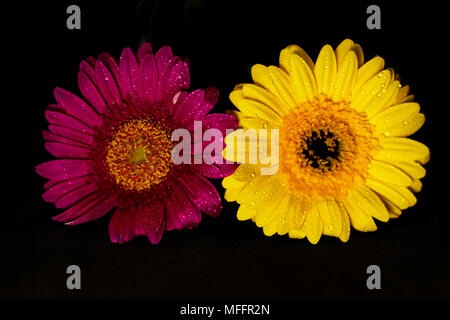 Gerbera rosa und gelbe Blumen auf schwarzem Hintergrund, hohen Kontrast und lebendige Farben auf Asteraceae Familie Stockfoto