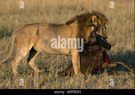 Afrikanischer Löwe Panthera leo Männlich ziehen Gnus töten Masai Mara Natl finden, Kenia Stockfoto