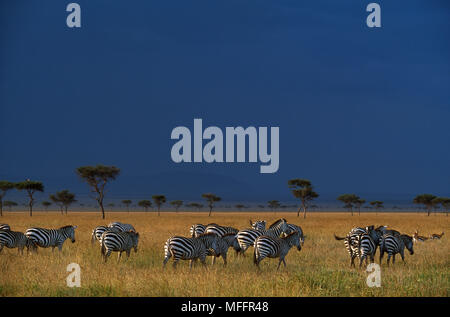 BURCHELL'S oder Ebenen ZEBRA Equus burchelli Herde weiden unter stürmischen Himmel. Masai Mara National Reserve, Kenia. Stockfoto