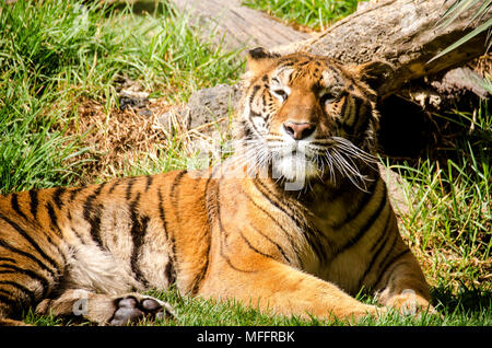 Gefährdete Arten, die in der Nähe der grossen Katze in einem mexikanischen Zoo Stockfoto
