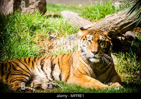 Gefährdete Arten, die in der Nähe der grossen Katze in einem mexikanischen Zoo Stockfoto