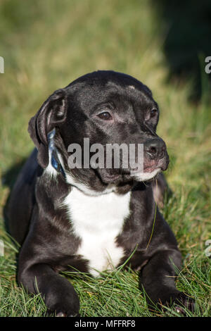 Black American Pit Bull Terrier Welpe liegend auf einer Wiese Stockfoto