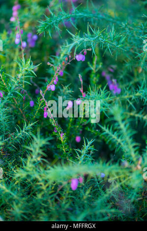 URCIONA (Daboecia cantabrica), Menhir Yelso de Hayas, Guriezo, MOC Montaña orientalische Costera, NATURA 2000, Kantabrien, Spanien, Europa Stockfoto