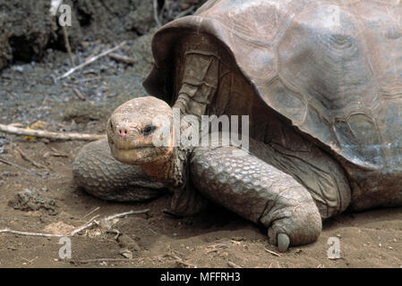 Riesenschildkröte 1996 Geochelone nigra abingdoni Pinta Insel, Galapagos Inseln George ist letzte Überlebende von sub-Arten Stockfoto