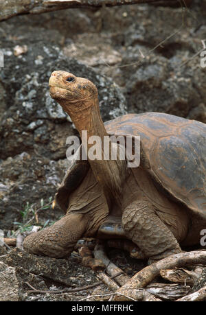 GALAPAGOS RIESENSCHILDKRÖTEN Geochelone nigra hoodensis Espanola Island, Galapagos Stockfoto