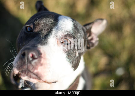 Schwarze und weiße American Pit Bull Terrier Stockfoto