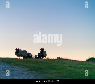 Schafe - OVEJA bei Sonnenuntergang, MOC Montaña orientalische Costera, NATURA 2000, Kantabrien, Spanien, Europa Stockfoto