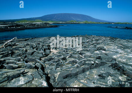 MARINE IGUANA Kolonie auf den Felsen, vom Meer Amblyrhynchus cristatus Fernandina Vulkan im Hintergrund Galapagos Inseln, Pazifik Stockfoto