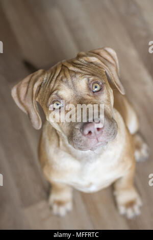 Die Pit Bulldog Welpen Stockfoto