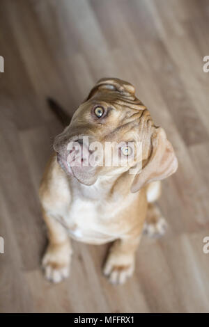 Die Pit Bulldog Welpen Stockfoto