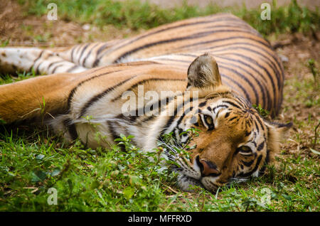 Big Cat gefährdete Arten auf dem Boden Stockfoto