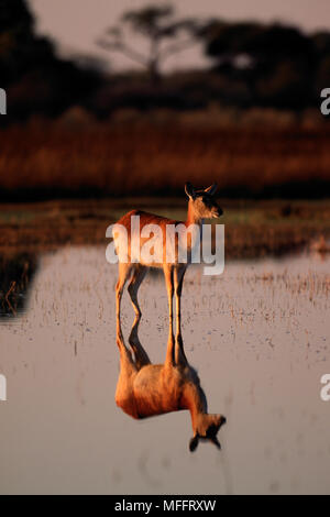 RED LETSCHWE weiblichen im Pool Kobus leche Okovango Delta, Botswana Stockfoto