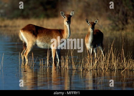 RED LETSCHWE Kobus leche zwei Weibchen auf der Aue. Okavango Delta, Botswana. Stockfoto