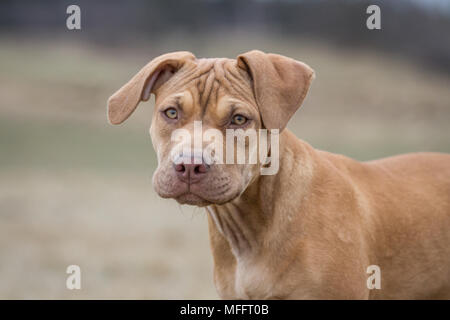 Die Pit Bulldog Welpen Stockfoto