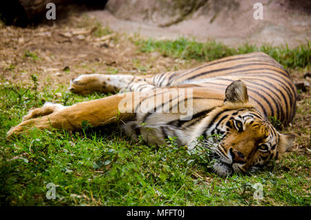 Big Cat gefährdete Arten auf dem Boden Stockfoto