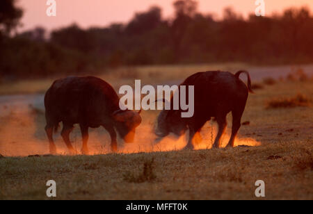 Afrikanische BÜFFEL Männer Syncerus caffer kämpfen bei Sonnenaufgang Okavango Delta, Botswana, Südafrika Stockfoto