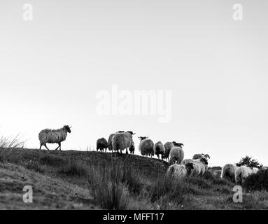 Schafe - OVEJA bei Sonnenuntergang, MOC Montaña orientalische Costera, NATURA 2000, Kantabrien, Spanien, Europa Stockfoto