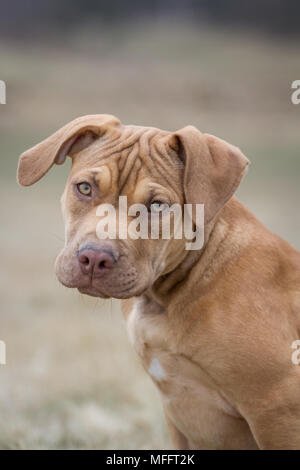 Die Pit Bulldog Welpen Stockfoto