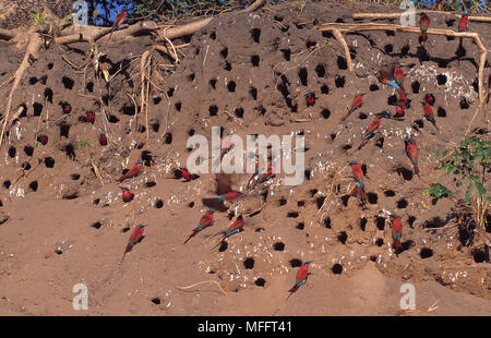 CARMINE BIENENFRESSER Merops an nestholes nubicoides in Fluss. Okavango River, Botswana Stockfoto