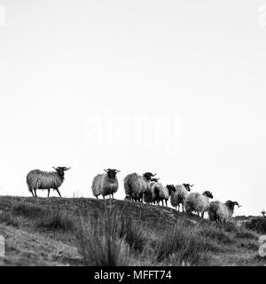 Schafe - OVEJA bei Sonnenuntergang, MOC Montaña orientalische Costera, NATURA 2000, Kantabrien, Spanien, Europa Stockfoto