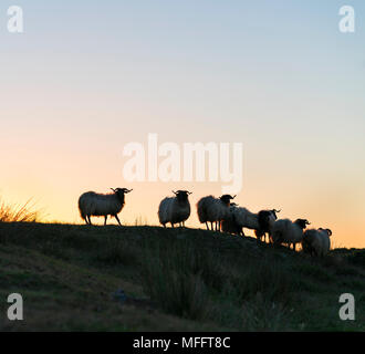 Schafe - OVEJA bei Sonnenuntergang, MOC Montaña orientalische Costera, NATURA 2000, Kantabrien, Spanien, Europa Stockfoto