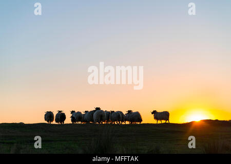 Schafe - OVEJA bei Sonnenuntergang, MOC Montaña orientalische Costera, NATURA 2000, Kantabrien, Spanien, Europa Stockfoto