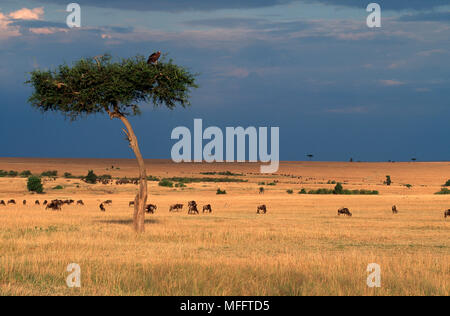 Gnus oder gestromt GNU Connochaetes taurinus Beweidung mit Geier im Baum Masai Mara National Reserve, Kenia Stockfoto