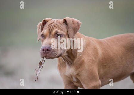 Die Pit Bulldog Welpen Stockfoto